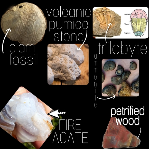 🦣FOSSILS FOR KIDS🦖 - Picture 2 of 14